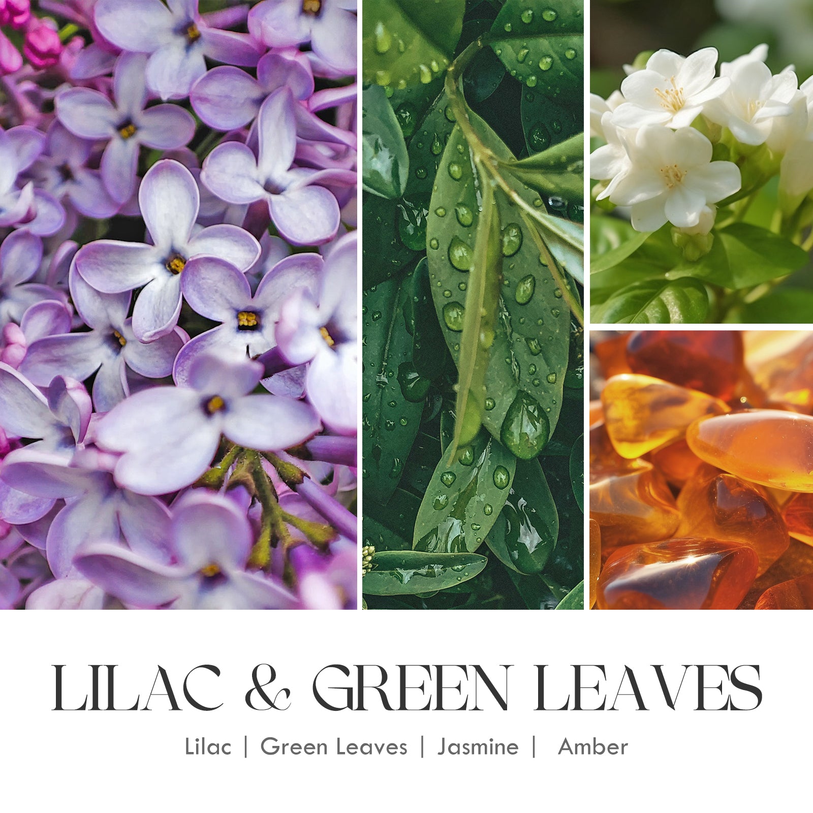 lilac flower